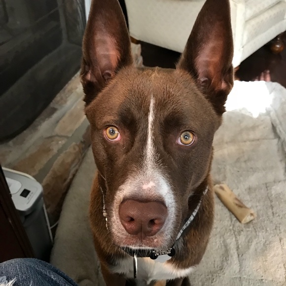 Meet your Posher, Paul - Picture 1 of 1